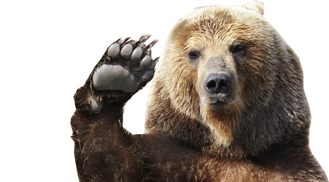 bear sleeping, resting pose, peaceful animal png